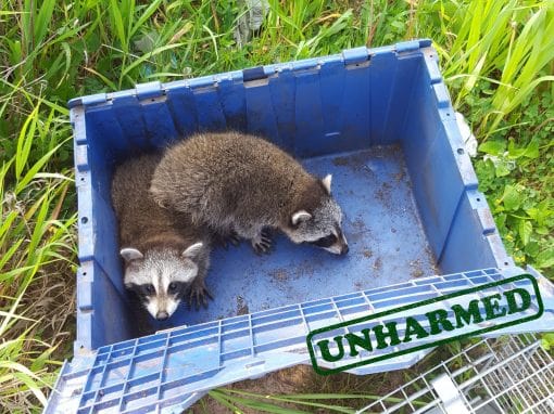 Baby Raccoons safely removed and placed in open box